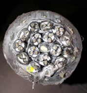 FDLTXF–25/3000 風(fēng)電用電纜  FDLTXF–25/3000 風(fēng)電用電纜